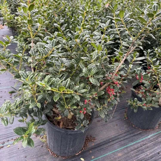 Dwarf Burford Holly Garden Delight Center