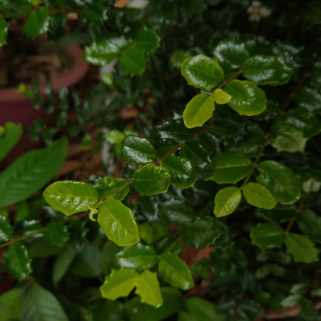 Dwarf Burford Holly shrub with glossy green leaves and bright red berries, perfect for compact hedges and landscaping.