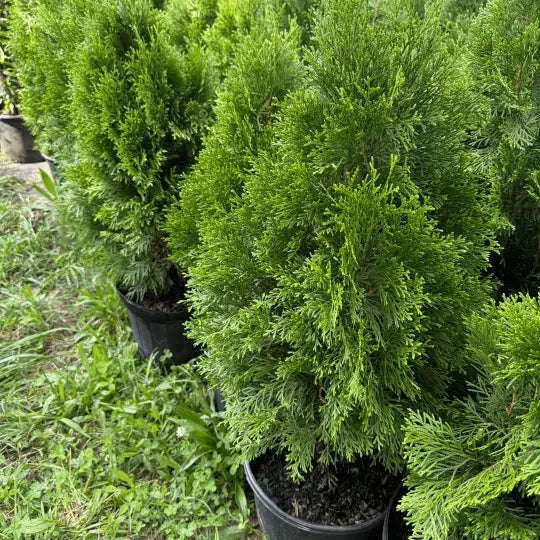 Emerald Green Arborvitae Plant Garden Delight Center