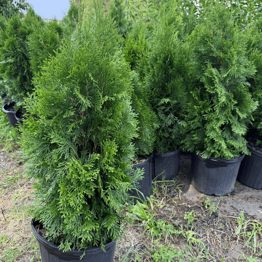 Emerald Green Arborvitae tree with dense, lush green foliage, perfect for privacy hedges and landscaping.