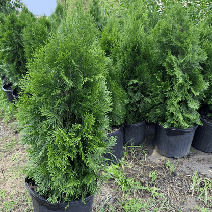 Emerald Green Arborvitae tree with dense, lush green foliage, perfect for privacy hedges and landscaping.