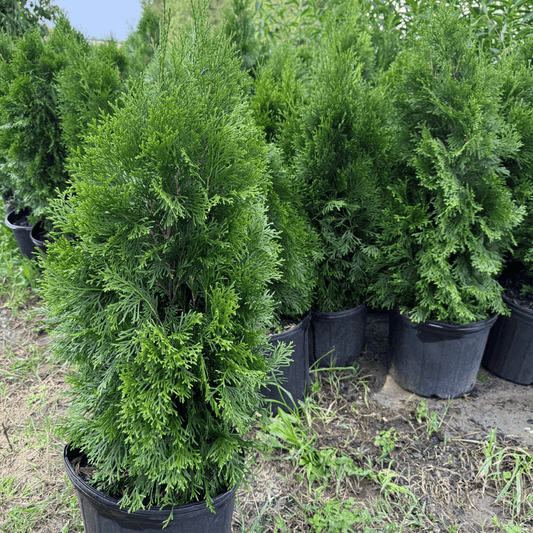 Emerald Green Arborvitae tree with dense, lush green foliage, perfect for privacy hedges and landscaping.