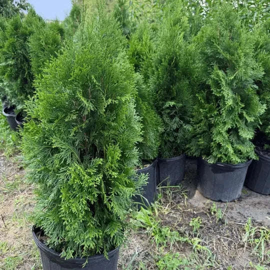 Emerald Green Arborvitae Plant Garden Delight Center