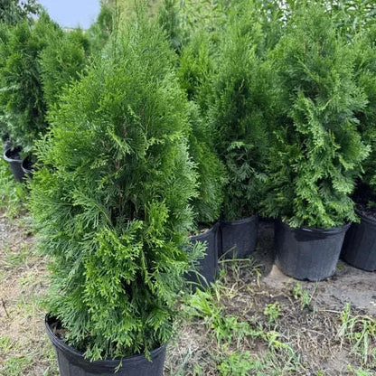 Emerald Green Arborvitae Plant Garden Delight Center