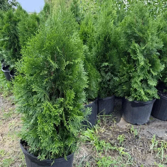 Emerald Green Arborvitae Plant Garden Delight Center