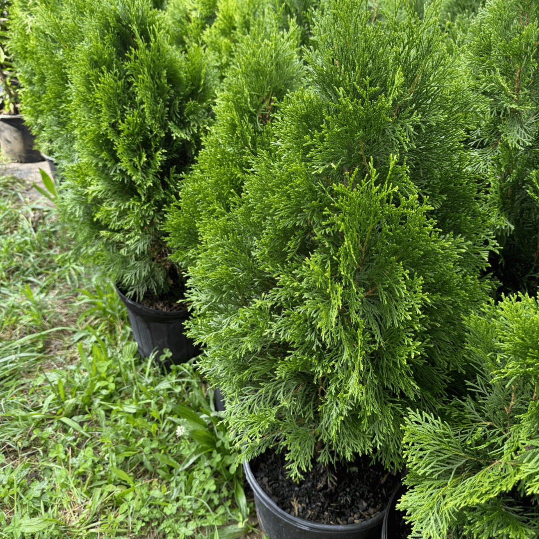 Emerald Green Arborvitae tree used as a natural privacy screen, hardy evergreen shrub ideal for small yards and narrow spaces with low maintenance needs
