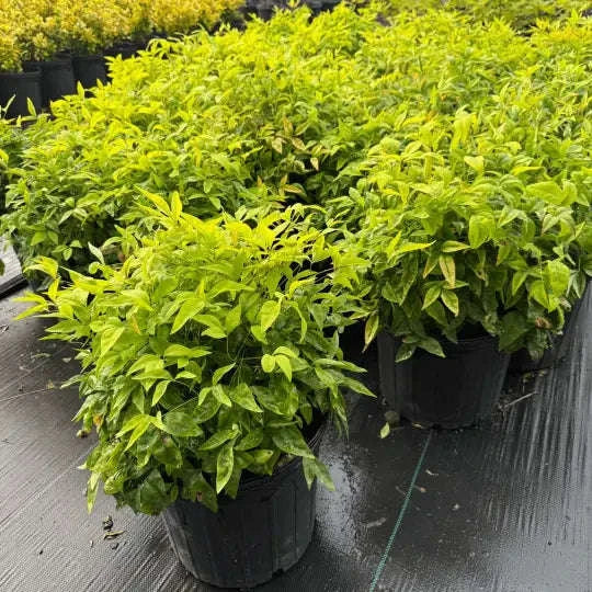 Fire Power Nandina Plant Garden Delight Center