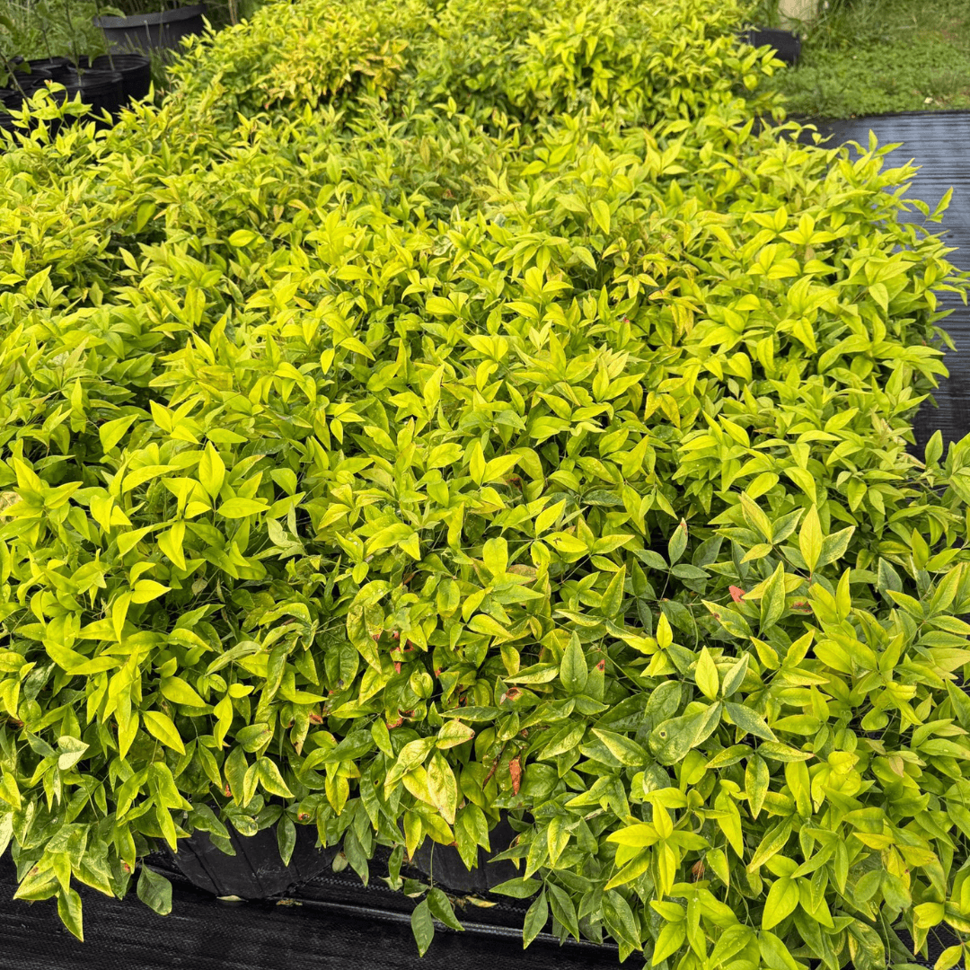 Fire Power Nandina shrub with vibrant red and green foliage, perfect for low-maintenance ornamental landscaping.