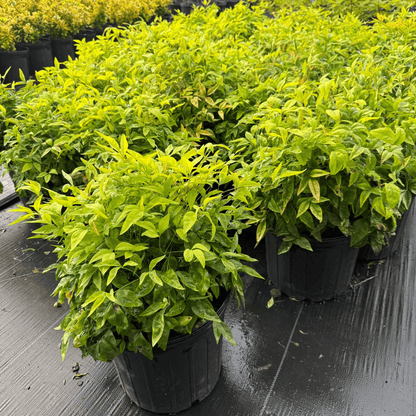 Compact Fire Power Nandina shrub with vibrant red and green foliage, ideal low-maintenance ornamental plant for landscaping small gardens and borders