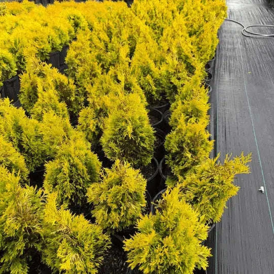 Forever Goldy Arborvitae Plant Garden Delight Center