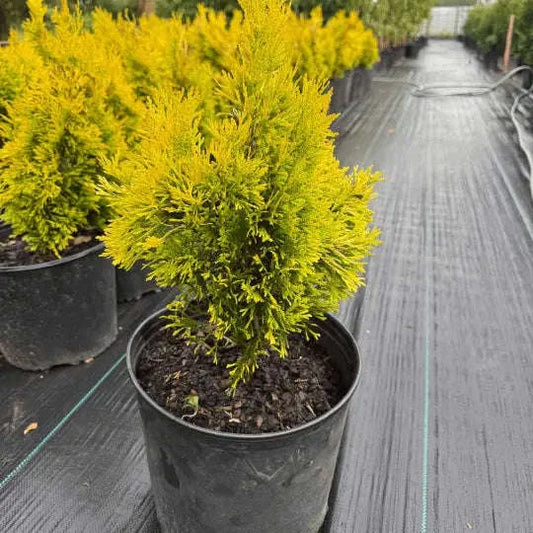 Forever Goldy Arborvitae Plant Garden Delight Center
