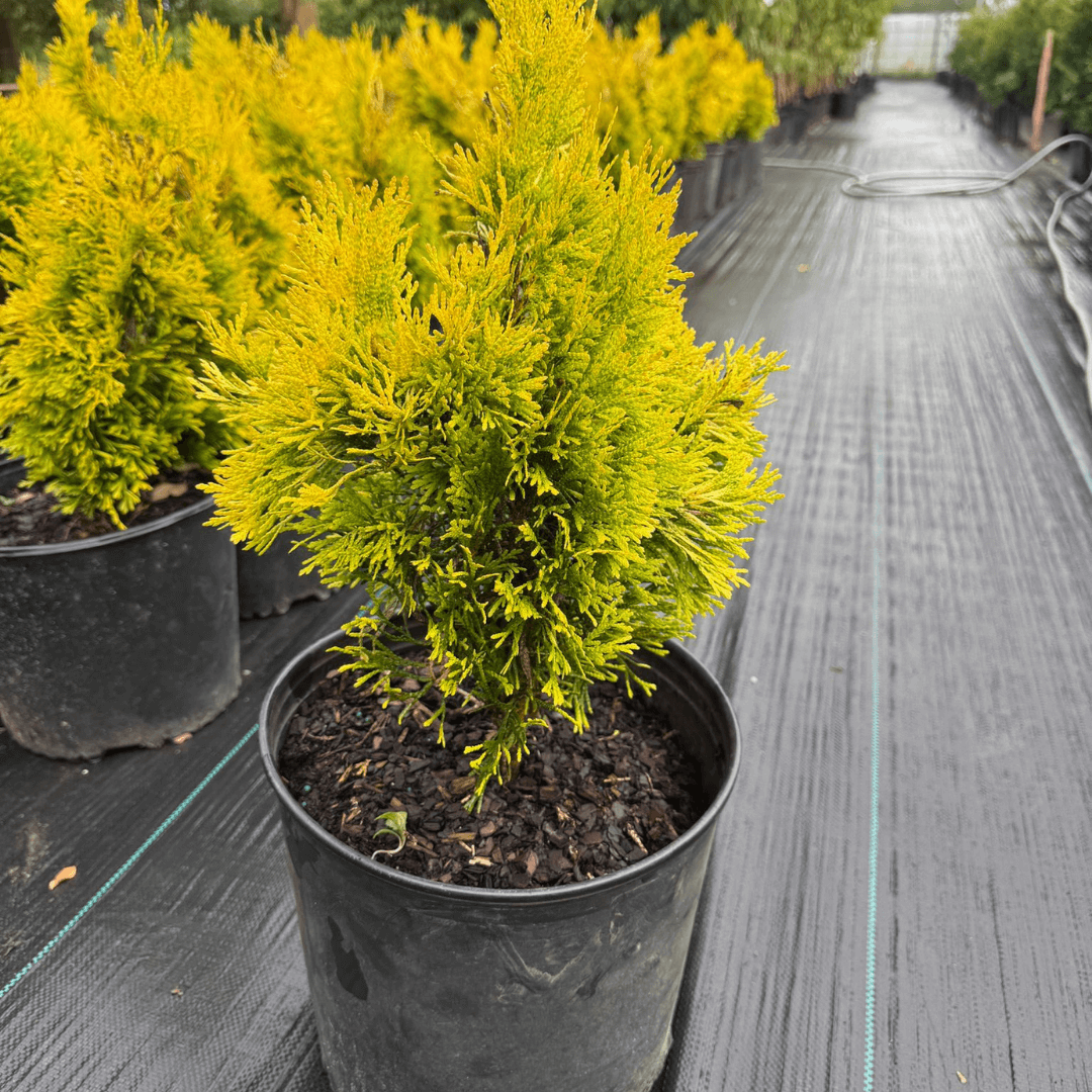Forever Goldy Arborvitae tree with bright golden-yellow foliage, ideal evergreen privacy screen or accent plant for year-round color in home landscapes