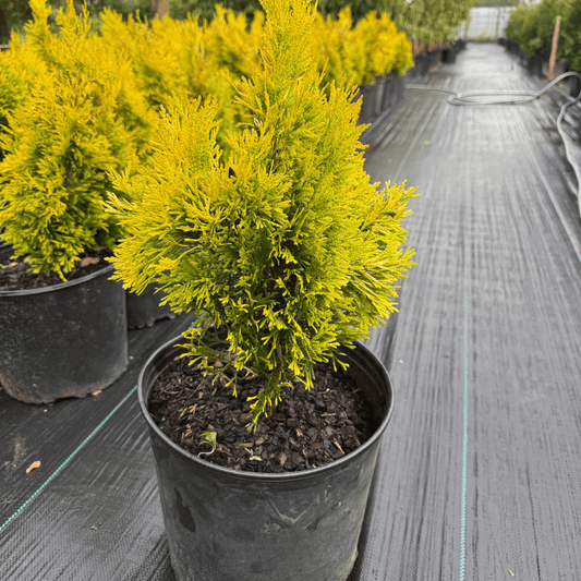 Forever Goldy Arborvitae tree with bright golden-yellow foliage, ideal evergreen privacy screen or accent plant for year-round color in home landscapes