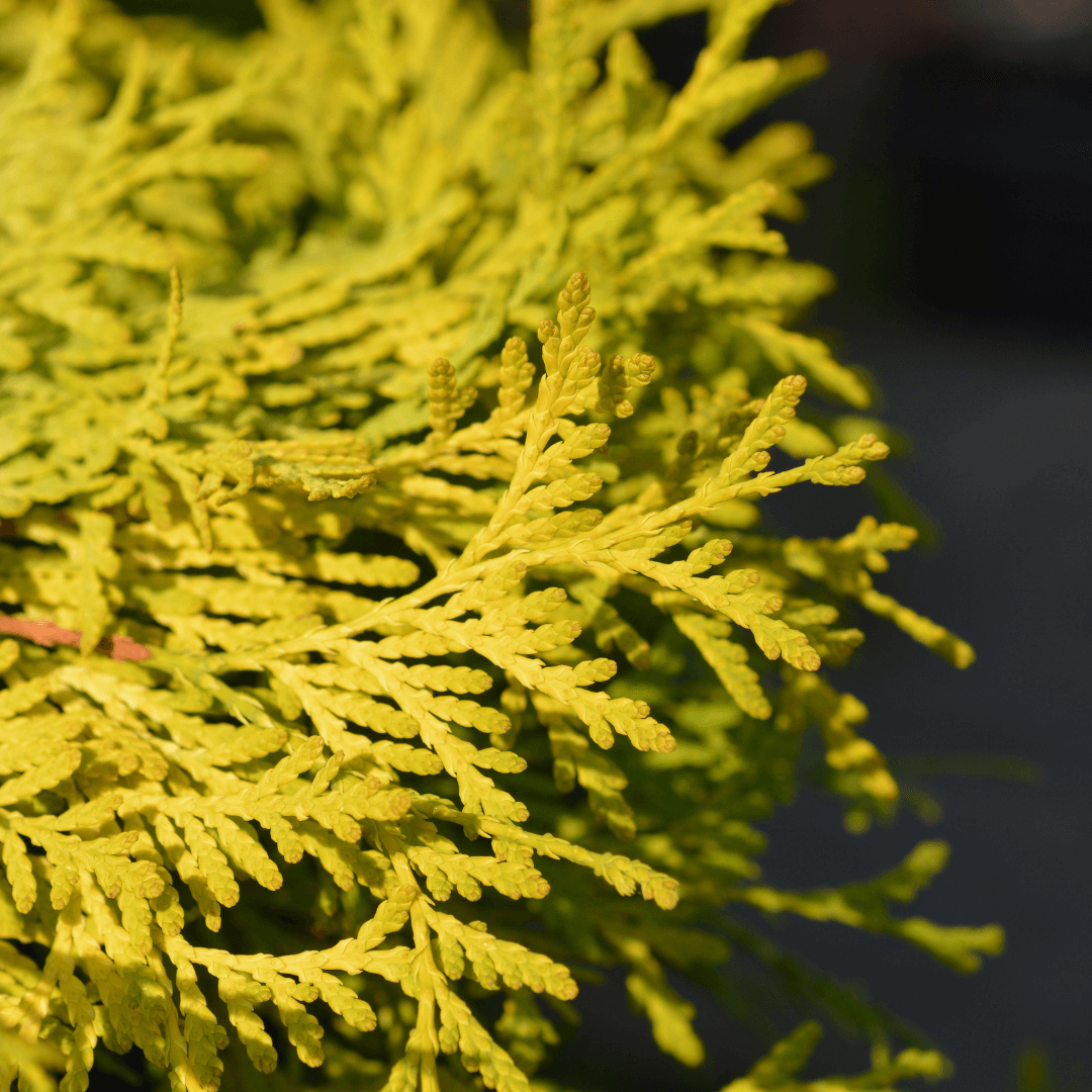 Forever Goldy Arborvitae with vibrant golden-yellow foliage, perfect for year-round color in landscaping.