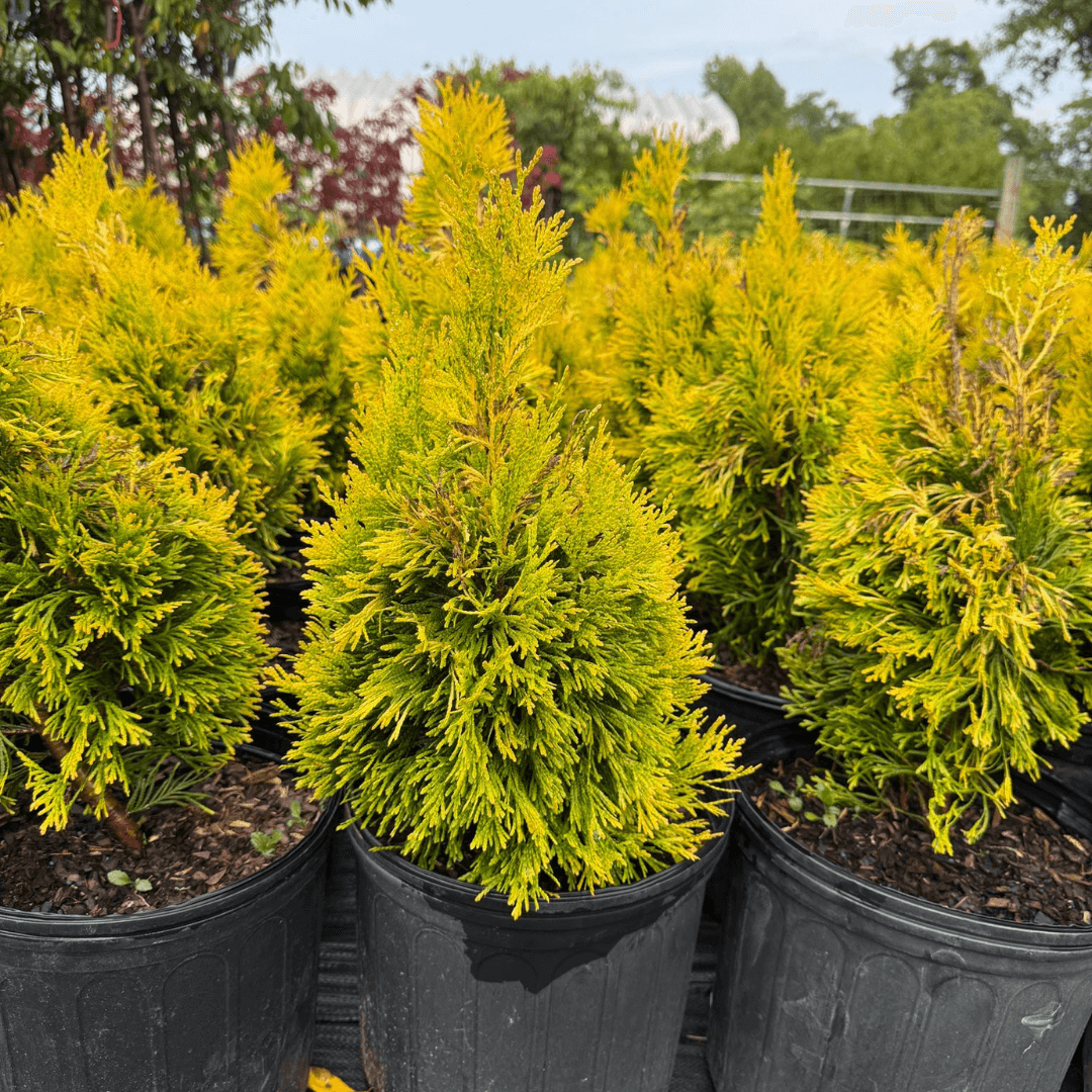 Forever Goldy Arborvitae evergreen shrub with golden-yellow foliage, perfect for privacy hedges and low-maintenance landscaping in full sun gardens