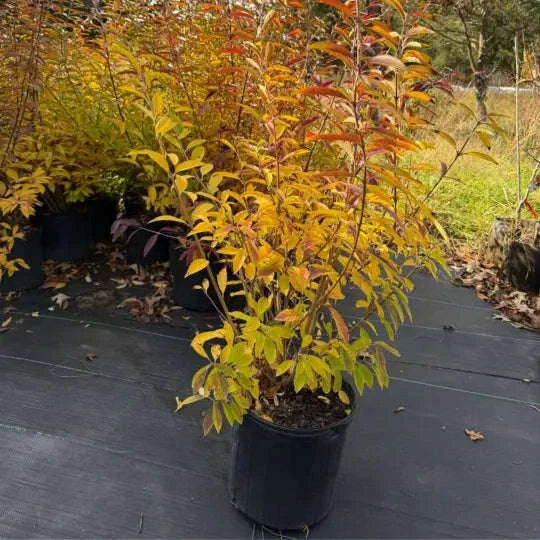 Forsythia - Flowering Plant Garden Delight Center