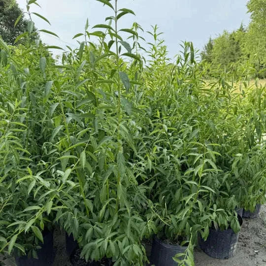 Forsythia - Flowering Plant Garden Delight Center