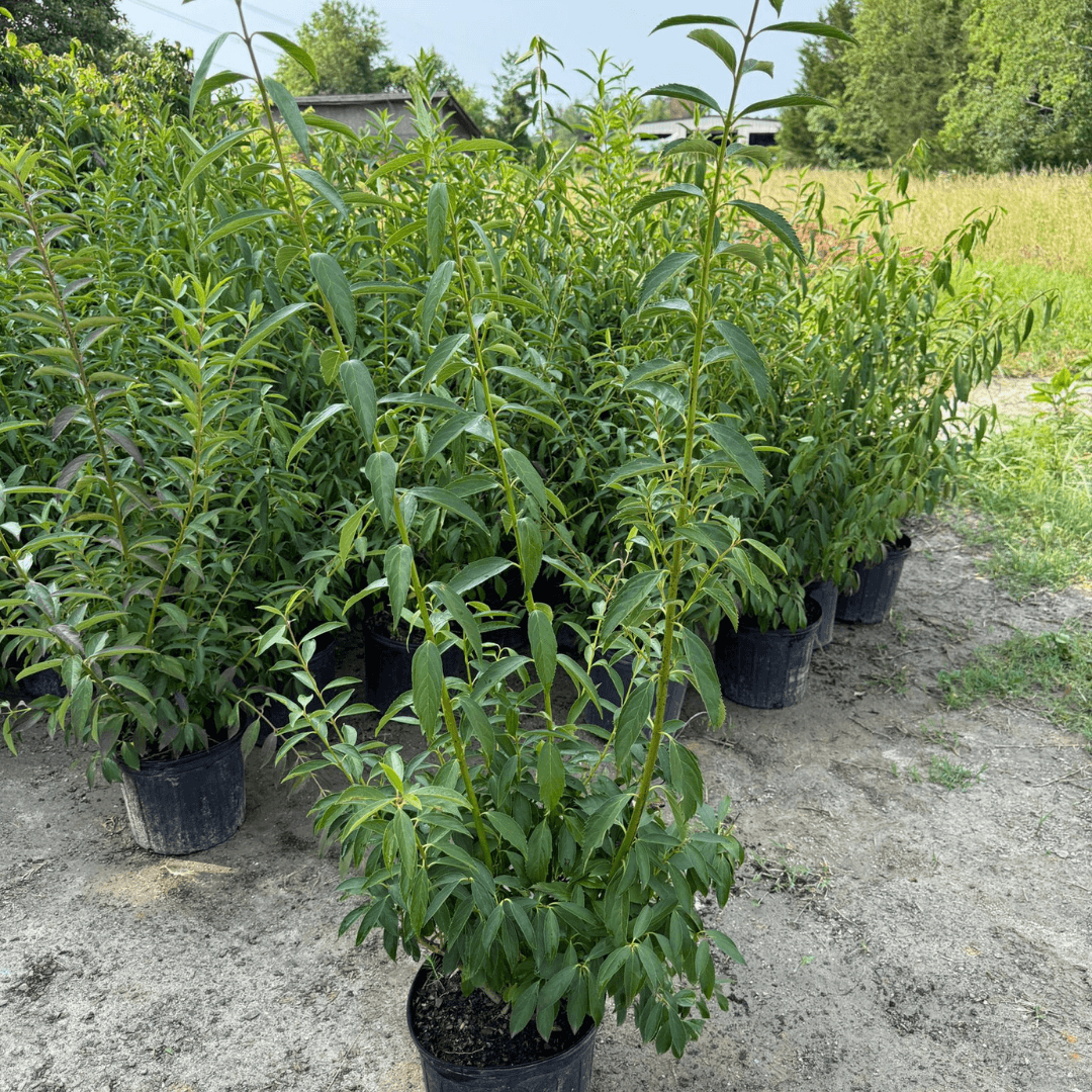 Bright yellow Forsythia flowering shrub blooming in early spring, perfect for vibrant landscape borders and easy low-maintenance garden color