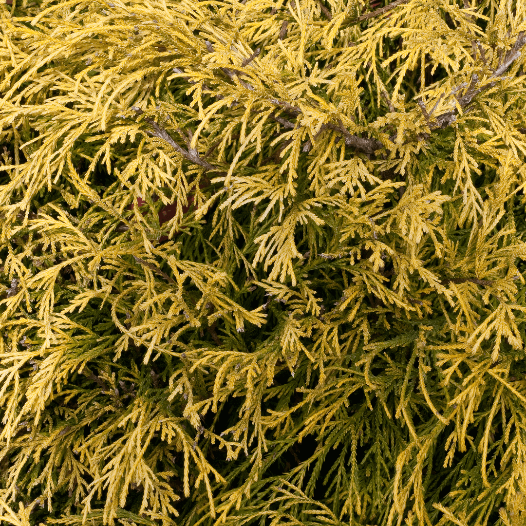 Gold Mop Chamaecyparis with vibrant golden foliage, perfect for adding color and texture to landscapes and gardens.