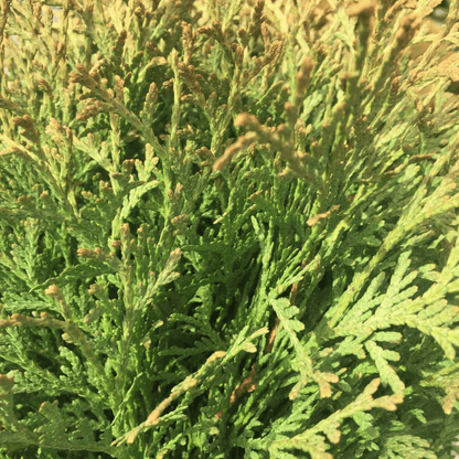 Hetzi Midget Arborvitae – compact, globe-shaped evergreen shrub with dense green foliage, perfect for borders and foundation planting.