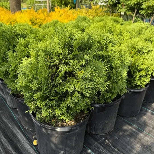 Hetzi Midget Arborvitae Plant Garden Delight Center