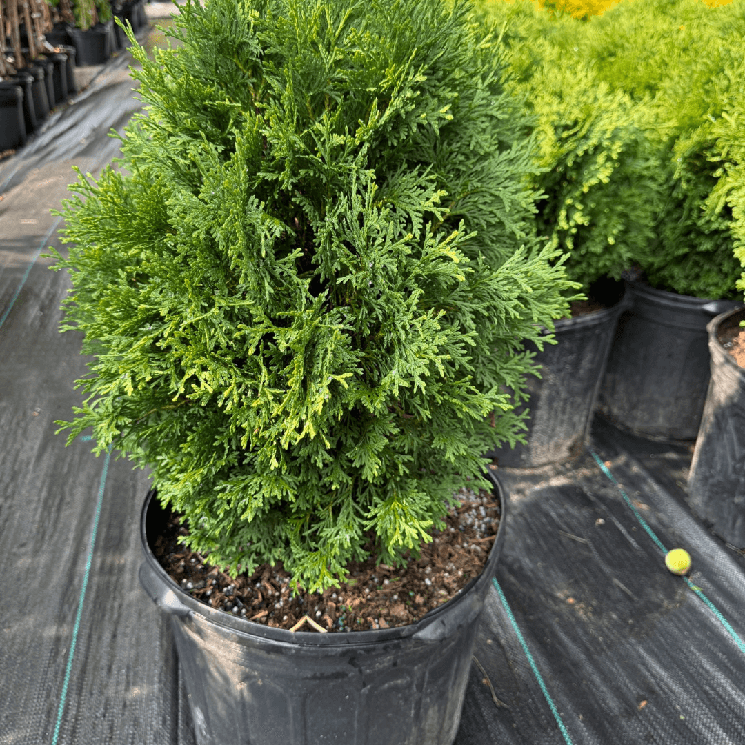 Compact Hetzi Midget Arborvitae plant for small garden landscapes, evergreen dwarf shrub with dense green foliage ideal for low-maintenance hedges or borders