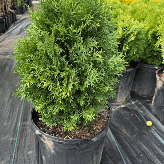 Compact Hetzi Midget Arborvitae plant for small garden landscapes, evergreen dwarf shrub with dense green foliage ideal for low-maintenance hedges or borders