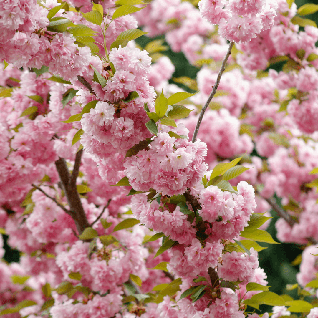 Decorative Kawanzan Cherry tree adding curb appeal to front yard