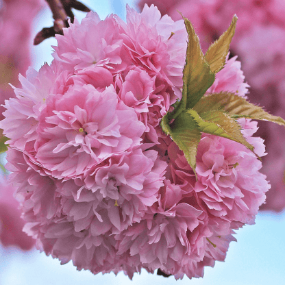 Decorative Kawanzan Cherry tree adding curb appeal to front yard