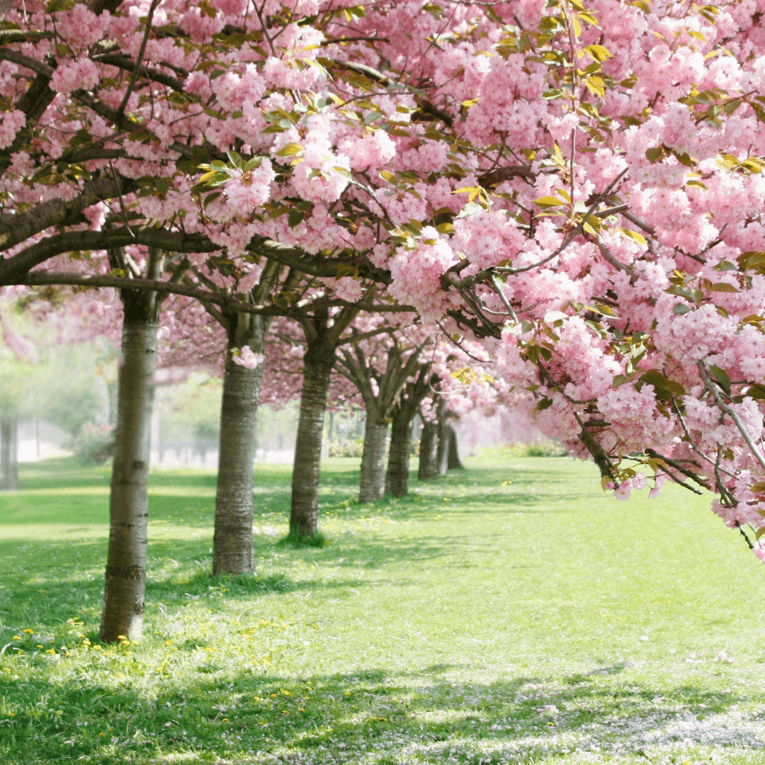 Blooming Kawanzan Cherry tree with vibrant double pink flowers in spring, ideal for ornamental landscaping and seasonal beauty.