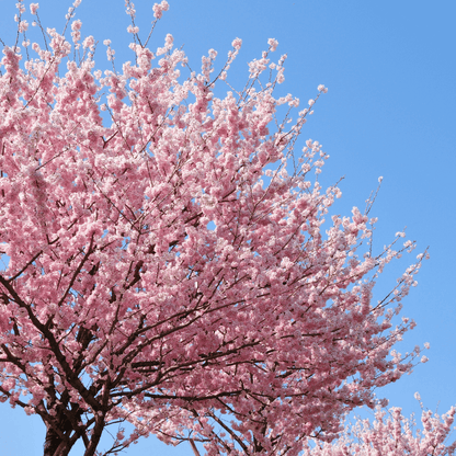 Kawanzan Cherry tree in full bloom with vibrant double pink blossoms, perfect for ornamental spring displays.