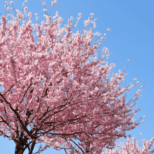 Kawanzan Cherry tree in full bloom with vibrant double pink blossoms, perfect for ornamental spring displays.