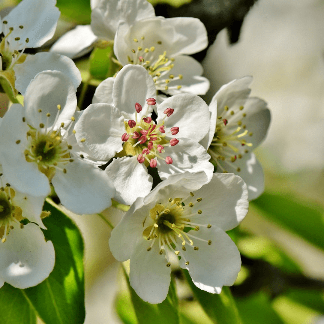 Close-up of Kieffer Pear fruit growing on tree in a home orchard