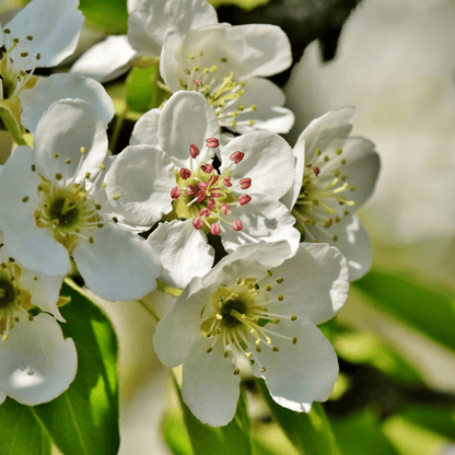 Close-up of Kieffer Pear fruit growing on tree in a home orchard