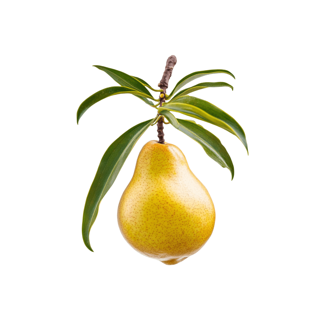 Healthy Kieffer Pear plant with glossy green leaves and ripening fruit