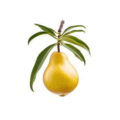 Healthy Kieffer Pear plant with glossy green leaves and ripening fruit