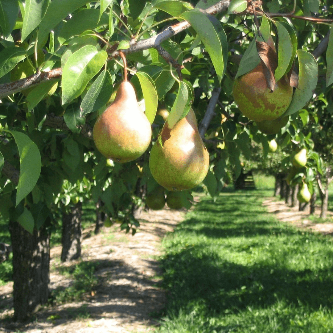 Kieffer Pear tree bearing crisp, golden-yellow pears, ideal for fresh eating, canning, and baking.
