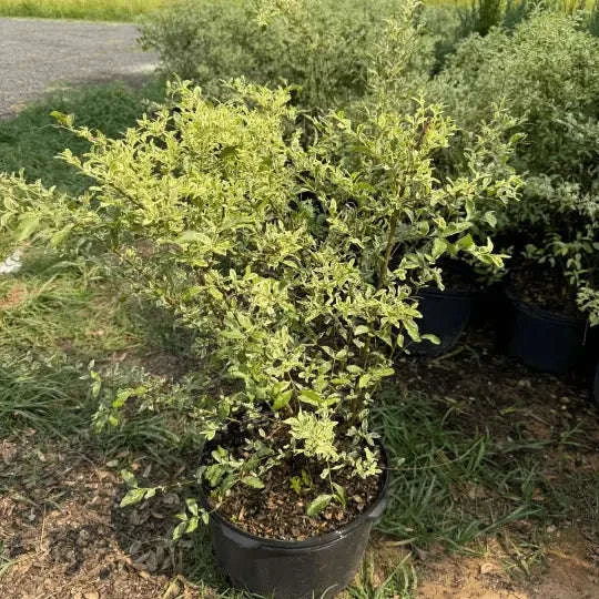 Ligustrum Swift Creek (Privet) Plant Garden Delight Center