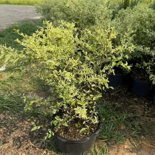 Ligustrum Swift Creek (Privet) Plant Garden Delight Center