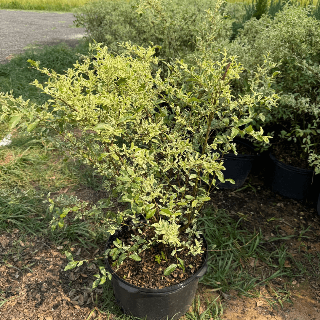 Ligustrum Swift Creek shrub with variegated green and cream leaves, ideal for hedges and ornamental borders.