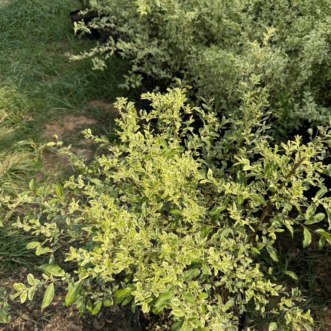 Ligustrum Swift Creek shrub