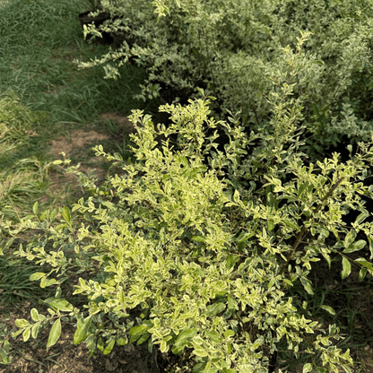 Ligustrum Swift Creek shrub