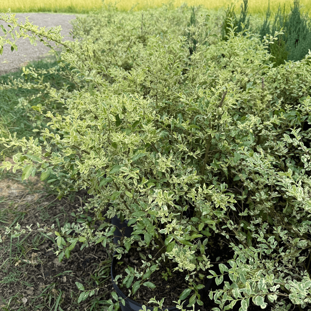 Ligustrum Swift Creek shrub with variegated green and cream leaves, ideal for hedges and ornamental borders.