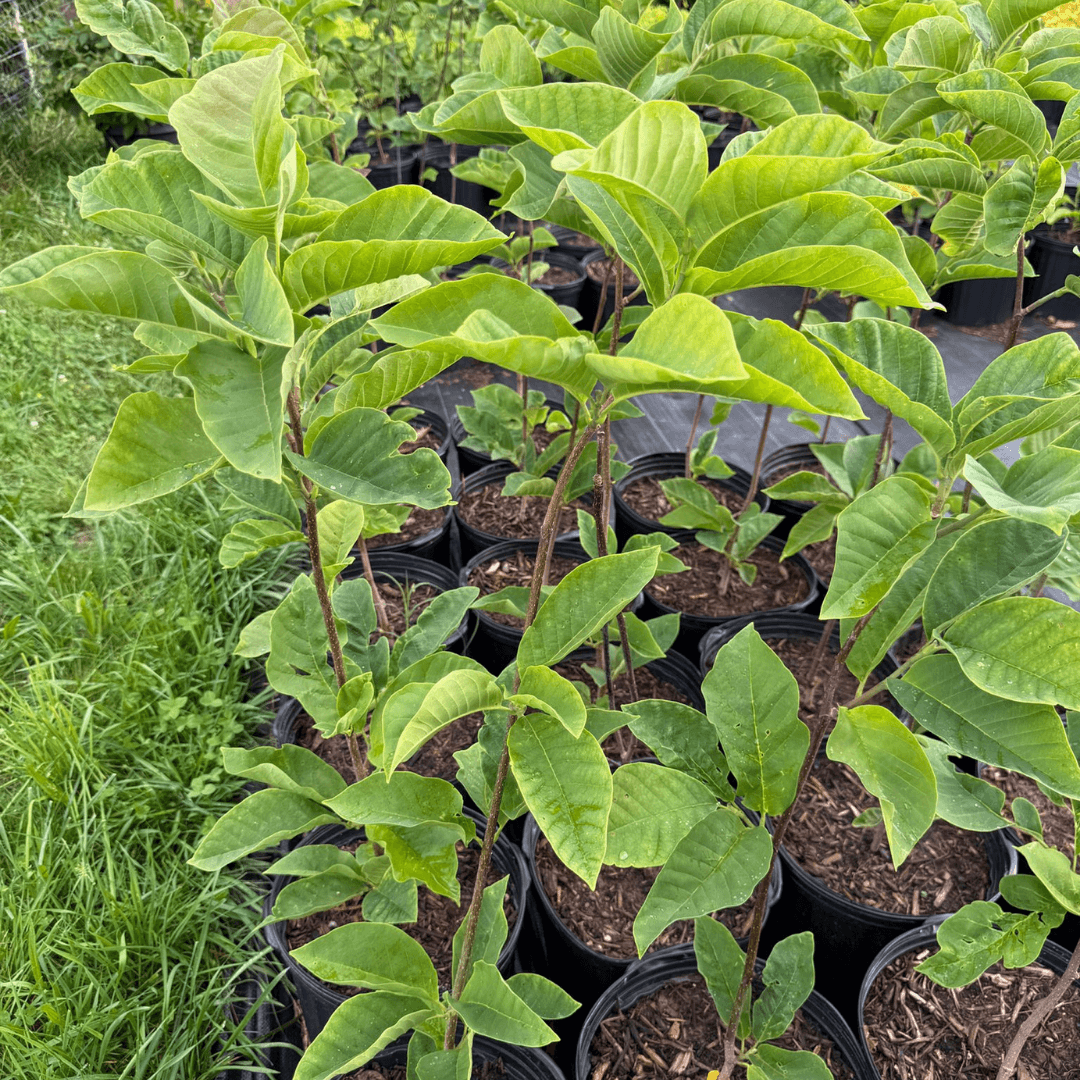 Magnolia Burgundy Spire tree with upright growth, deep burgundy-purple flowers, and glossy green foliage in full bloom