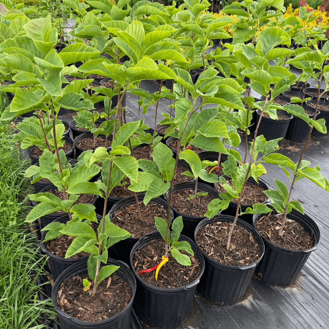 Upright Magnolia Tree with Deep Burgundy Flowers for Small Gardens