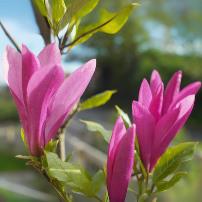 Magnolia 'Burgundy Spire' tree with upright growth and deep burgundy-purple blooms, perfect for ornamental landscapes.