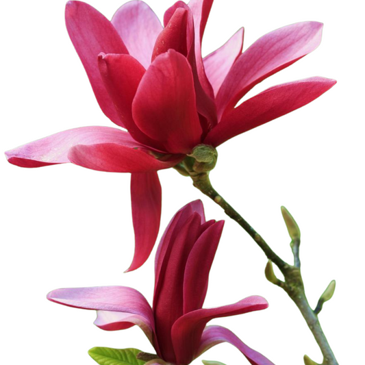 Magnolia plant,
star flower plant,
burgundy star flower,
flowering plants,
garden delight center