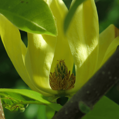 Magnolia Butterflies tree with large, vibrant yellow flowers, perfect for adding color to gardens and landscapes.