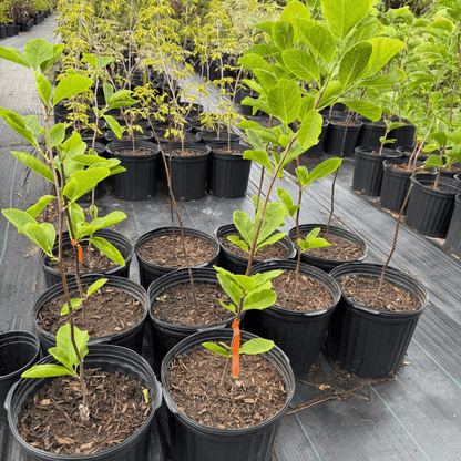 Magnolia Butterflies tree in full bloom with yellow flowers against a garden background