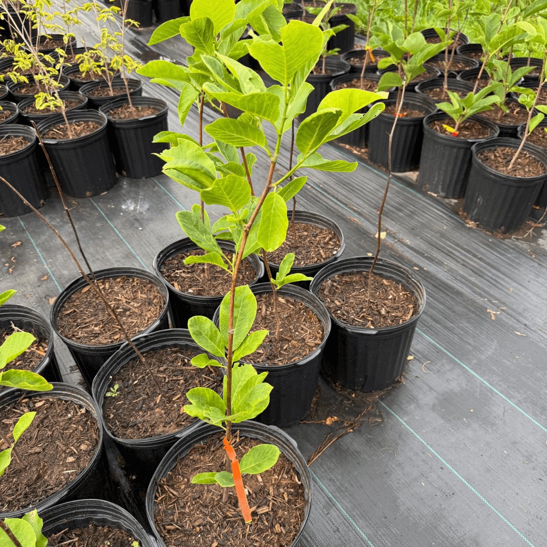 Magnolia 'Butterflies' tree in full bloom with creamy yellow flowers – deciduous flowering magnolia variety.